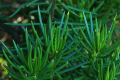 Senecio barbertonicus
