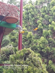 Euphonia laniirostris