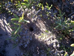 Mesembryanthemoideae