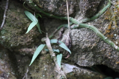 Rhaphidophora hongkongensis