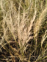 Aristida junciformis