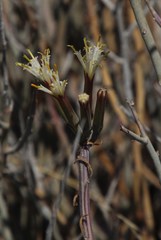 Kleinia longiflora