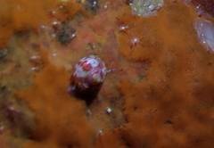Gibbula multicolor
