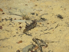 Schistocerca gregaria flaviventris