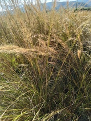 Aristida junciformis