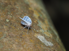 Borysthenes maculatus