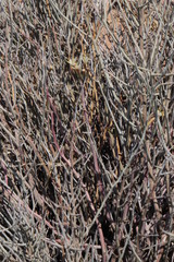 Kleinia longiflora