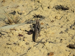 Schistocerca gregaria flaviventris