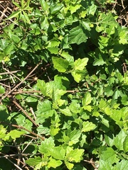 Microglossa mespilifolia