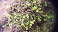 Ptilidium pulcherrimum