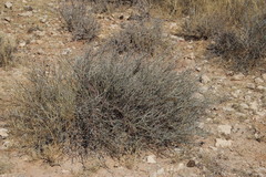 Kleinia longiflora
