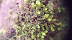 Ptilidium pulcherrimum