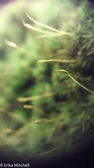 Dicranum flagellare