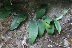 Rhaphidophora hongkongensis