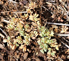 Euphorbia inaequilatera