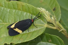 Pidorus