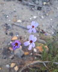 Jamesbrittenia foliolosa