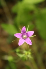 Campanula patula