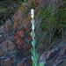 Kalanchoe thyrsiflora - Photo (c) tjeerd,  זכויות יוצרים חלקיות (CC BY-NC), הועלה על ידי tjeerd