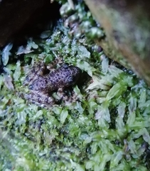 Heleophryne rosei