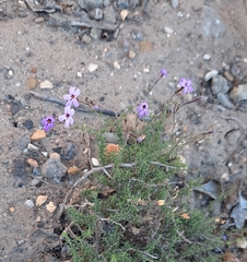 Jamesbrittenia foliolosa