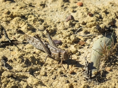 Schistocerca gregaria flaviventris