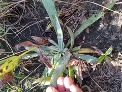 Helichrysum auriceps