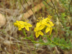 Haplophyllum linifolium