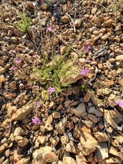 Jamesbrittenia foliolosa