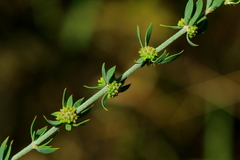Pollichia campestris