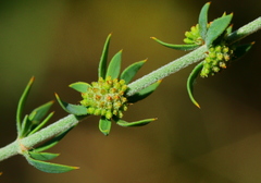 Pollichia campestris