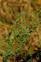 Pollichia campestris