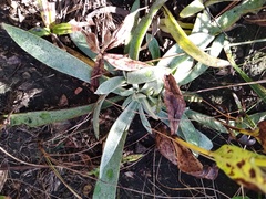 Helichrysum auriceps