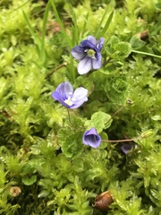Veronica filiformis