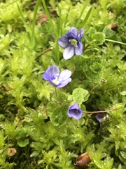 Veronica filiformis