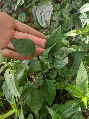 Image of Acalypha deamii by (c) Nathan Aaron, some rights reserved (CC BY)