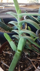 Gasteria rawlinsonii