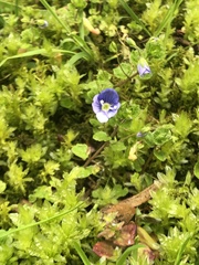 Veronica filiformis
