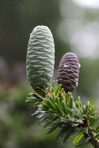 Keteleeria fortunei, photograph 6