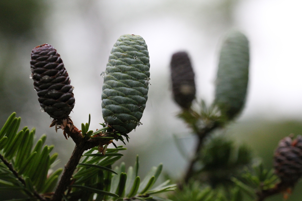 Keteleeria fortunei; photograph author not stated, no rights reserved