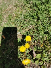 Tussilago farfara