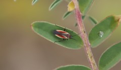 Lopidea marginata
