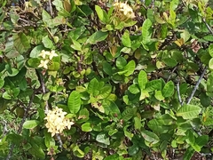 Ixora coccinea lutea