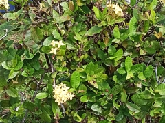 Ixora coccinea lutea