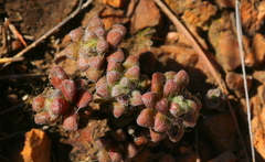 Anacampseros subnuda