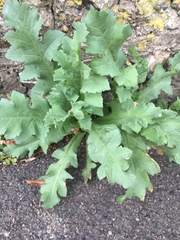 Papaver somniferum