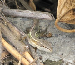 Takydromus formosanus