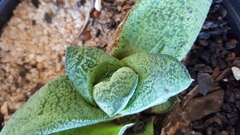 Gasteria vlokii