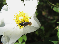 Capsodes sulcatus