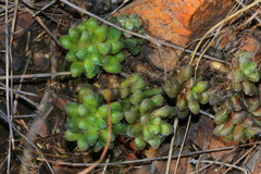 Anacampseros subnuda